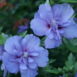 Blue Chiffon® Rose Of Sharon -Greatgardenplants Hibiscus Blue Chiffon 3 P 1894c01e 5a60 49a2 9add a39d29ea2741 sw