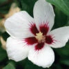 Lil' Kim® Rose Of Sharon -Greatgardenplants Hibiscus Lil Kim 1