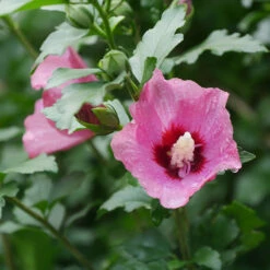 Lil' Kim® Red Rose Of Sharon -Greatgardenplants Hibiscus Lil Kim Red 1