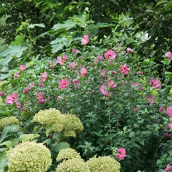 Lil' Kim® Red Rose Of Sharon -Greatgardenplants Hibiscus Lil Kim Red 4