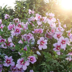Orchid Satin® Rose Of Sharon