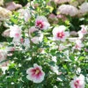 Paraplu Pink Ink® Rose Of Sharon -Greatgardenplants Hibiscus Paraplu Pink Ink 1