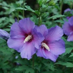 Paraplu Violet® Rose Of Sharon -Greatgardenplants Hibiscus Paraplu Violet 3