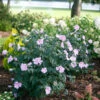 Pollypetite® Rose Of Sharon -Greatgardenplants Hibiscus Pollypetite 1 P