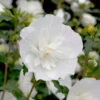 White Chiffon® Rose Of Sharon -Greatgardenplants Hibiscus White Chiffon 1 P