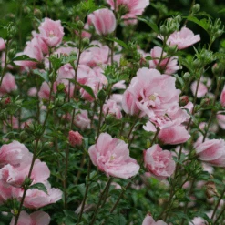 Pink Chiffon® Rose Of Sharon -Greatgardenplants HibiscusPinkChiffonDSC02042 800x800 76e0ba8
