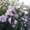 Pink Chiffon® Rose Of Sharon -Greatgardenplants HibiscusPinkChiffonP1094802 800x800 fb8634b