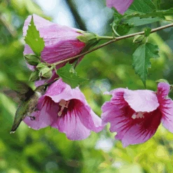 Purple Pillar® Rose Of Sharon -Greatgardenplants HibiscusPurplePillarDSC05014c 800x800 505c099