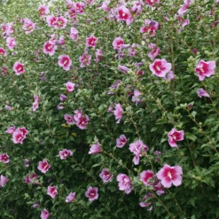 Purple Pillar® Rose Of Sharon -Greatgardenplants HibiscusPurplePillarP1239242 800x800 ef37e54
