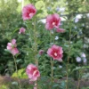 Red Pillar™ Rose Of Sharon -Greatgardenplants HibiscusRedPillarP1228597 1080x1080 87f422a