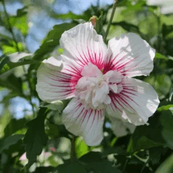 Starblast Chiffon™ Rose Of Sharon -Greatgardenplants HibiscusStarblastChiffonP1207168 1080x1080 117fe33