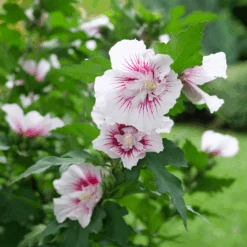 Starblast Chiffon™ Rose Of Sharon -Greatgardenplants HibiscusStarblastChiffonP1228655 1080x1080 fa86a44