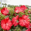 Summerific® 'Garnet Globes' Perennial Hibiscus -Greatgardenplants Hibiscus Garnet Globes 2