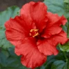 Hollywood Hibiscus™ First To Arrive™ Tropical Hibiscus -Greatgardenplants Hibiscusrosa sinensisHollywoodFirsttoArrive 4 800x800 0865330