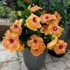 Hollywood Hibiscus™ Gold Digger™ Tropical Hibiscus -Greatgardenplants Hibiscusrosa sinensisHollywoodGoldDigger 3 800x800 898260f