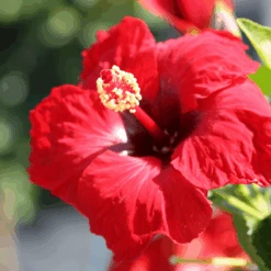 Hollywood Hibiscus™ Hot Shot™ Tropical Hibiscus -Greatgardenplants Hibiscusrosa sinensisHollywoodHotShot 1 800x800 f1635a7