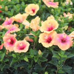 Hollywood Hibiscus™ Social Butterfly™ Tropical Hibiscus -Greatgardenplants Hibiscusrosa sinensisHollywoodSocialButterfly 3 800x800 7fb6c37