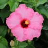 Hollywood Hibiscus™ Talk Of The Town™ Tropical Hibiscus -Greatgardenplants Hibiscusrosa sinensisHollywoodTrophyWife 3 800x800 9b39155