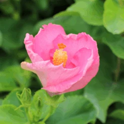 Hollywood Hibiscus™ Talk Of The Town™ Tropical Hibiscus -Greatgardenplants Hibiscusrosa sinensisHollywoodTrophyWife 5 800x800 233ad20