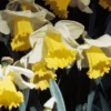 'Holland Sensation' Trumpet Daffodil (Narcissus) -Greatgardenplants HollandSensationDaffodil