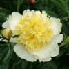 'Honey Gold' Garden Peony (Paeonia) -Greatgardenplants Honey Gold Garden Peony Paeonia