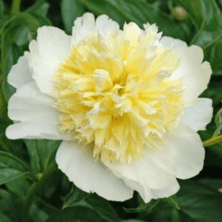 'Honey Gold' Garden Peony (Paeonia) -Greatgardenplants Honey Gold Garden Peony Paeonia 2