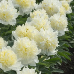 'Honey Gold' Garden Peony (Paeonia) -Greatgardenplants Honey Gold Garden Peony Paeonia 4