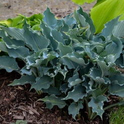 Shadowland® 'Waterslide' Hosta -Greatgardenplants Hosta Waterslide 2 P
