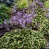 'Wrinkle In Time' Hosta -Greatgardenplants Hosta wrinkleintime
