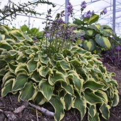 'Wrinkle In Time' Hosta -Greatgardenplants Hosta wrinkleintime 2