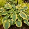 Shadowland® 'Chance Encounter' Hosta -Greatgardenplants Hosta Chance Encounter
