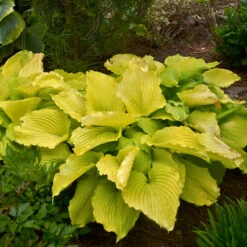 Shadowland® 'Coast To Coast' Hosta 8 Shadowland® 'Coast To Coast' Hosta -Greatgardenplants Hosta Coast to Coast 3 P