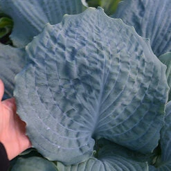 Shadowland® 'Diamond Lake' Hosta -Greatgardenplants Hosta Diamond Lake 1 P
