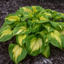 Shadowland® 'Etched Glass' Hosta -Greatgardenplants Hosta Etched Glass 2 P