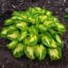 Shadowland® 'Etched Glass' Hosta -Greatgardenplants Hosta Etched Glass 3 P