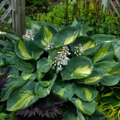 Shadowland® 'Hudson Bay' Hosta 10 Shadowland® 'Hudson Bay' Hosta -Greatgardenplants Hosta Hudson Bay 2 P
