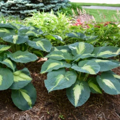 Shadowland® 'Hudson Bay' Hosta 11 Shadowland® 'Hudson Bay' Hosta -Greatgardenplants Hosta Hudson Bay 3 P