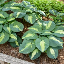 Shadowland® 'Hudson Bay' Hosta 12 Shadowland® 'Hudson Bay' Hosta -Greatgardenplants Hosta Hudson Bay 4 P