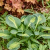 'Mouseketeer' Hosta -Greatgardenplants Hosta Mouseketeer 1