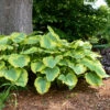 Shadowland® 'Seducer' Hosta -Greatgardenplants Hosta Seducer 1 P