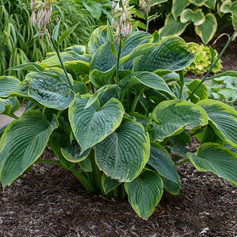 Shadowland® 'Wu-La-La' Hosta 3 Shadowland® 'Wu-La-La' Hosta