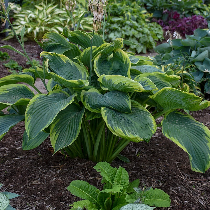 Shadowland® 'Wu-La-La' Hosta 5 Shadowland® 'Wu-La-La' Hosta - Image 3