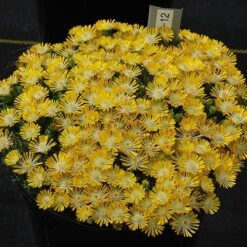 Hot Cakes® 'Banana Blast' Ice Plant -Greatgardenplants Hot cakes banana blast delosperma ice plant 3 P sw