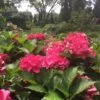 Cityline® Paris Bigleaf Hydrangea -Greatgardenplants Hydrangea Cityline Paris 1 P sw