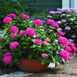 Cityline® Paris Bigleaf Hydrangea -Greatgardenplants Hydrangea Cityline Paris 3 P sw
