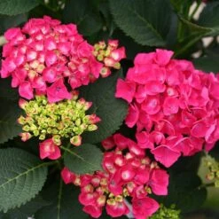 Cityline® Paris Bigleaf Hydrangea -Greatgardenplants Hydrangea Cityline Paris 4 P sw