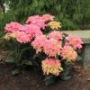 Cityline® Venice Bigleaf Hydrangea -Greatgardenplants Hydrangea Cityline Venice 1 P sw