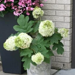 Gatsby Moon® Oakleaf Hydrangea -Greatgardenplants Hydrangea Gatsby Moon 3 P sw