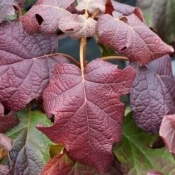 Gatsby Moon® Oakleaf Hydrangea -Greatgardenplants Hydrangea Gatsby Moon 4 P sw