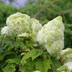 Gatsby Moon® Oakleaf Hydrangea -Greatgardenplants Hydrangea Gatsby Moon 5 P sw